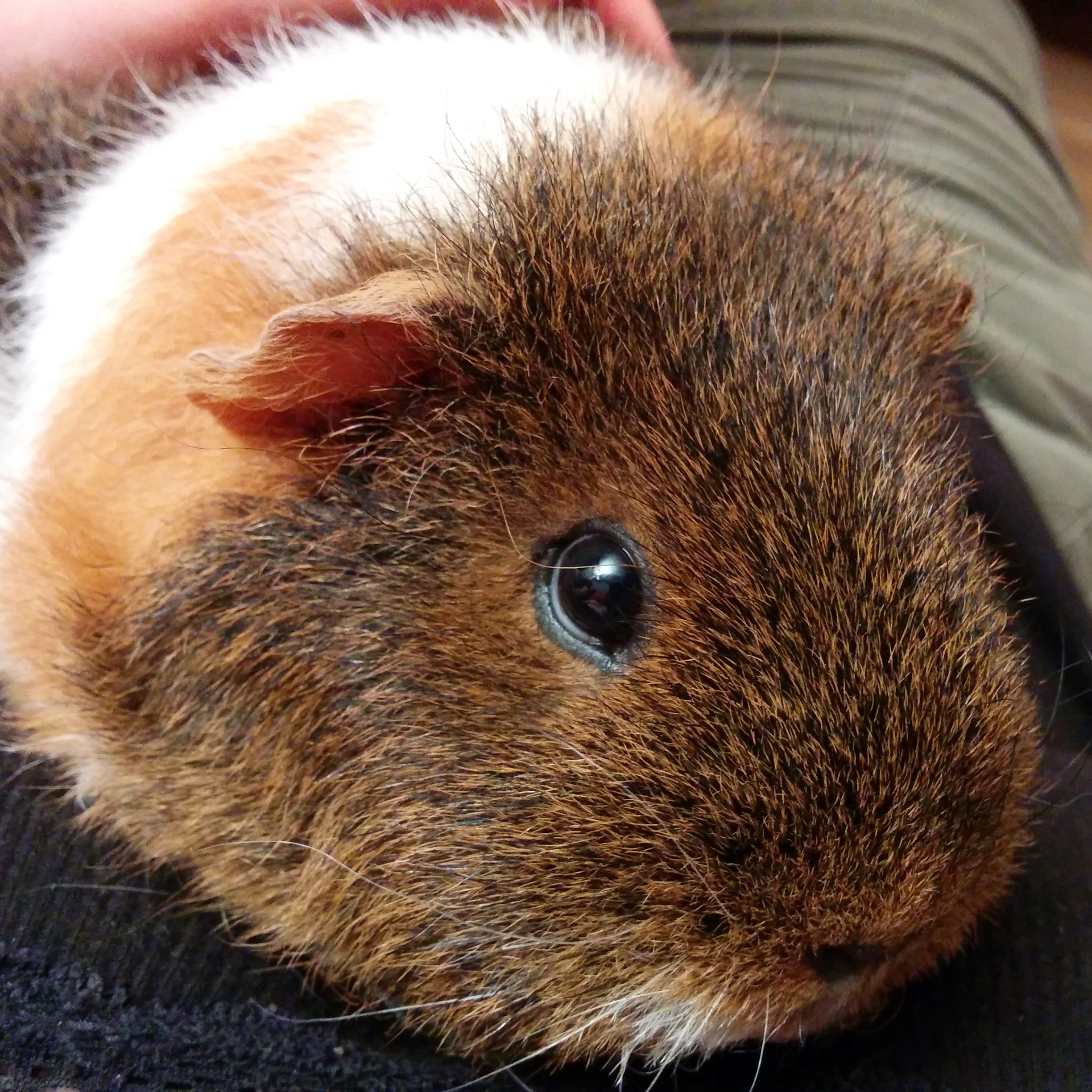 A close-up of a guinea pig with brown, ginger, and white fur, showing its face and eye.