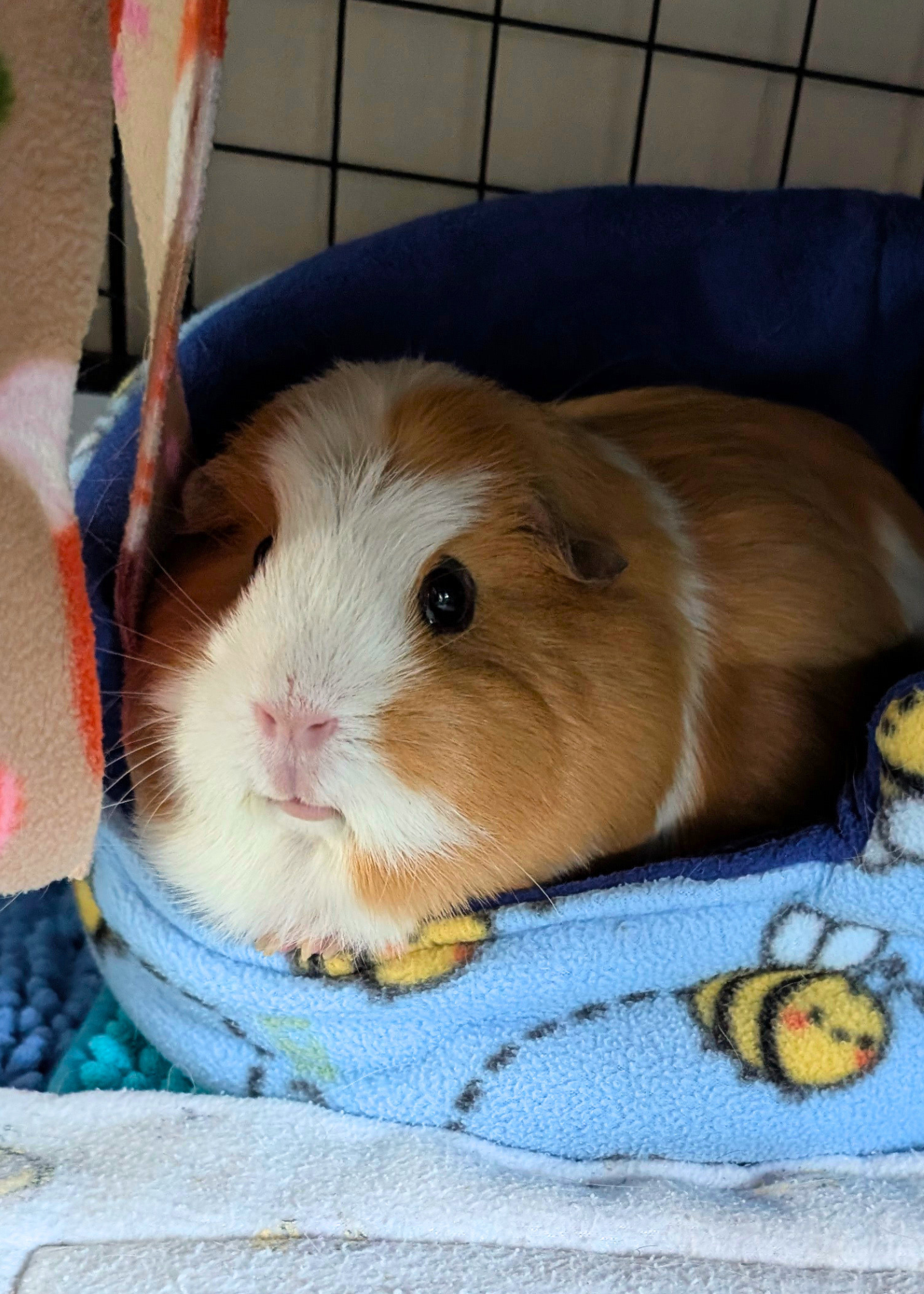 A guinea pig with blonde and white relaxing in a blue snuggle cup.