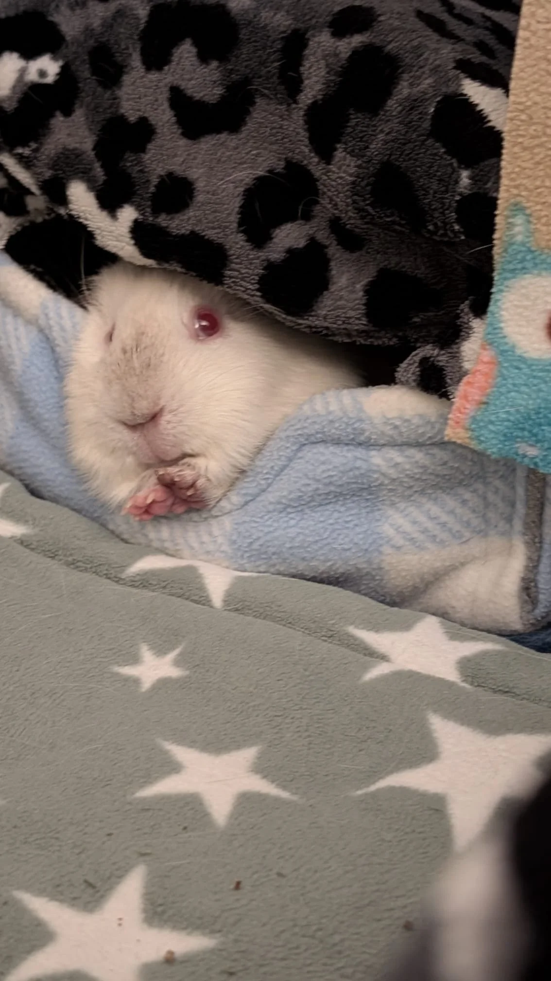 A small white guinea pig with red eyes, relaxing in a snuggle barn, partly covered with a black and white spotted fleece and near another colourful towel.