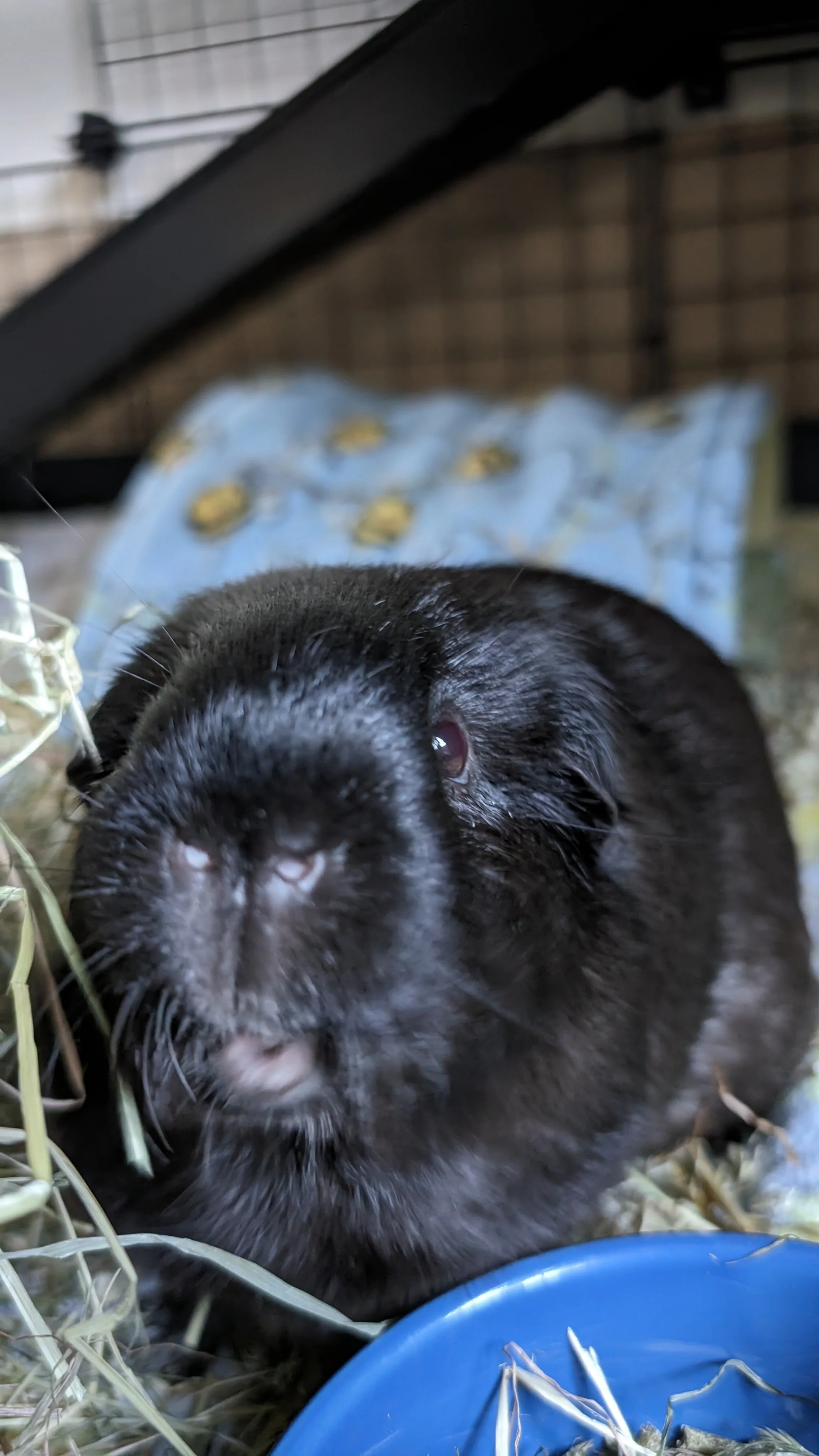 Close-up of a black guinea pig with redeyes resting on hay in a cage.
