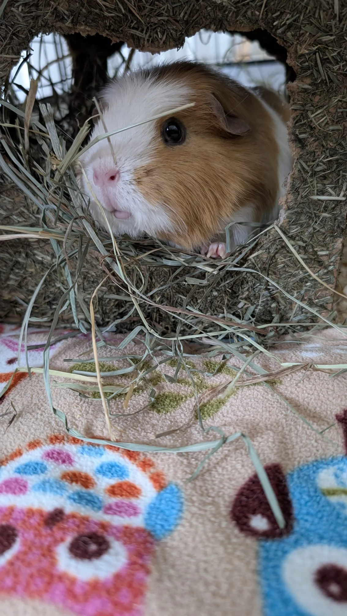 A guinea pig with blonde and white fur inside a small hay-filled hideout, with some hay on a colorful towel that has owl patterns underneath.