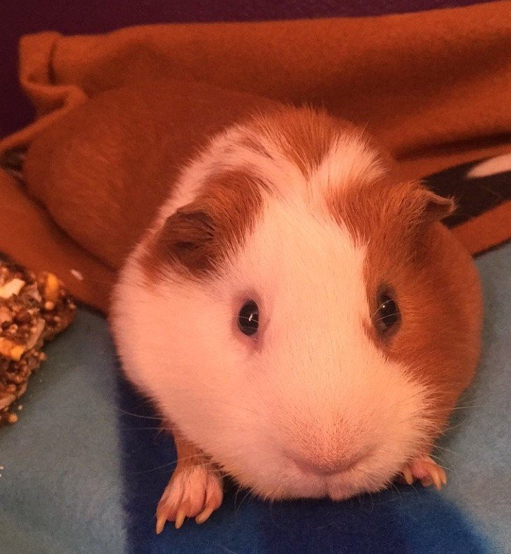 Ginna, Custom Guinea Pig Sculpture