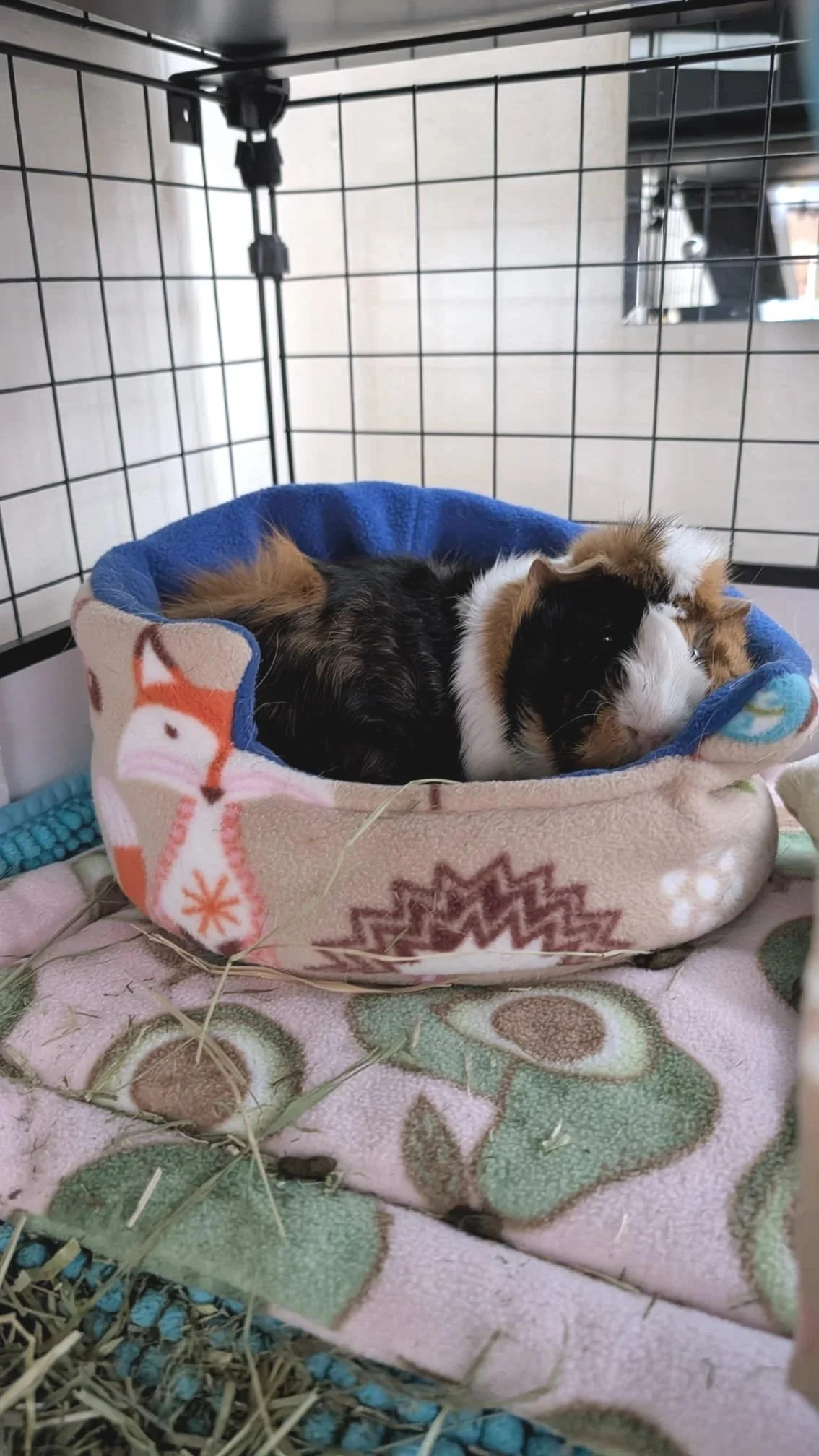 A guinea pig named Joey resting in a soft, fleece-lined bed inside a C & C cage. The bed is decorated with animal and forest patterns, and the guinea pig is lying on his side.