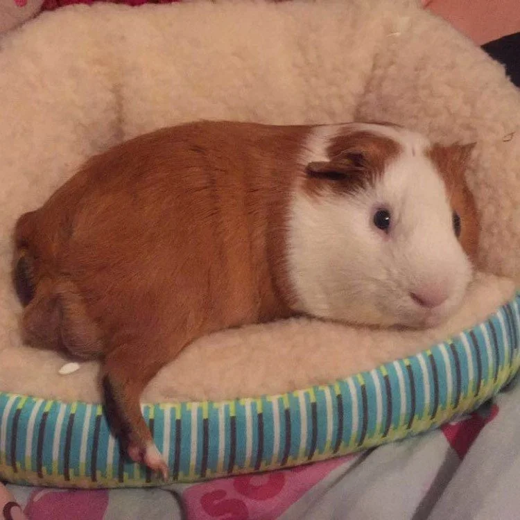 Ginna, Custom Guinea Pig Sculpture