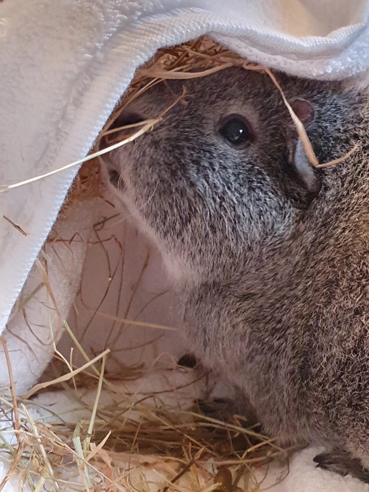 Close-up of a grey, rex, guinea pig, resting on straw and partially covered by a white cloth.