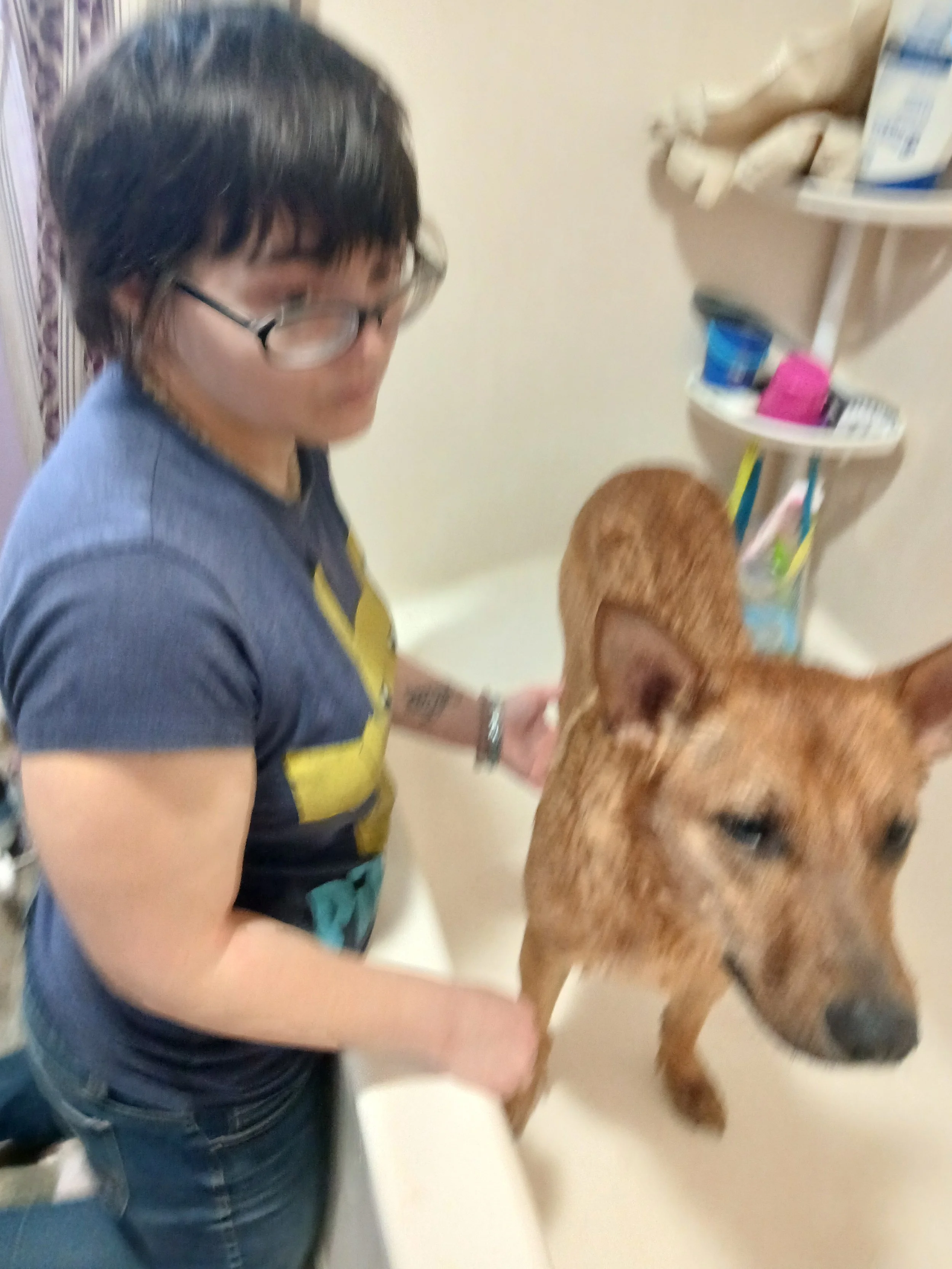 Basic Small/Medium Dog Bathing Services