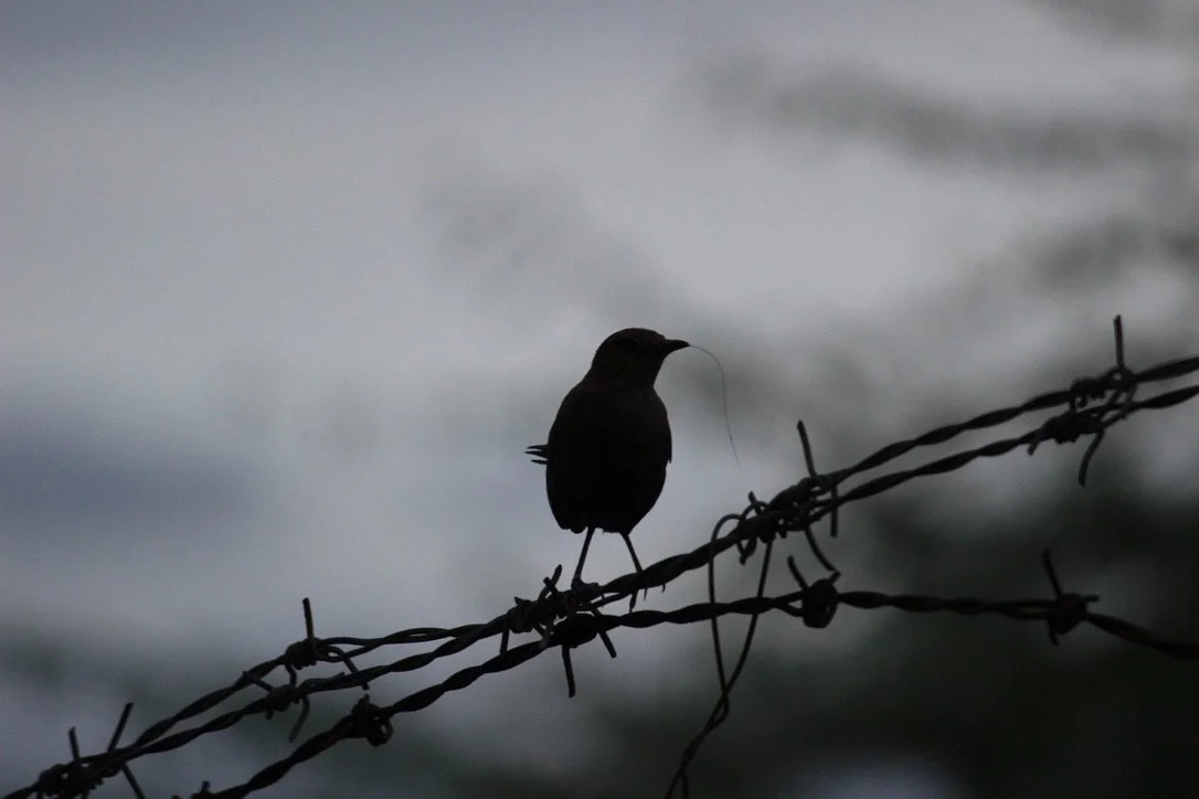 bird on barbed wire.jpeg