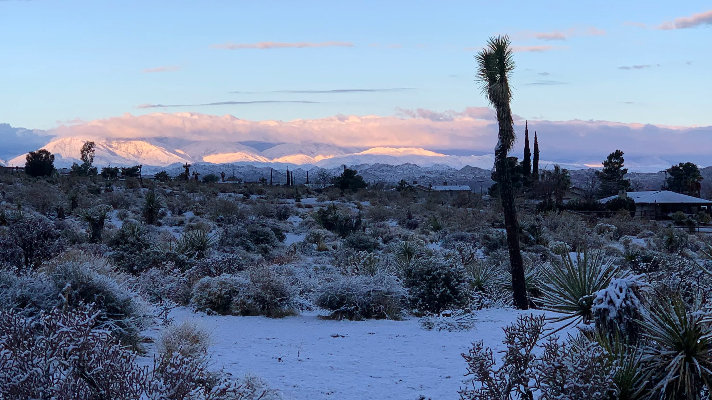Snow-covered desert landscape with sparse vegetation, tall palm trees, and distant snow-capped mountains under a blue sky with some clouds. Onsite photo of LoveMore Ranch in Joshua Tree.