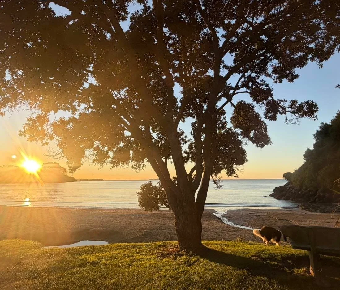 The splendour of winter on Waiheke&hellip; basking in sun, with the simple joy of an evening stroll along Palm Beach. 💛 #waihekelife #weekendescape #waiheke  #waihekeaccommodation