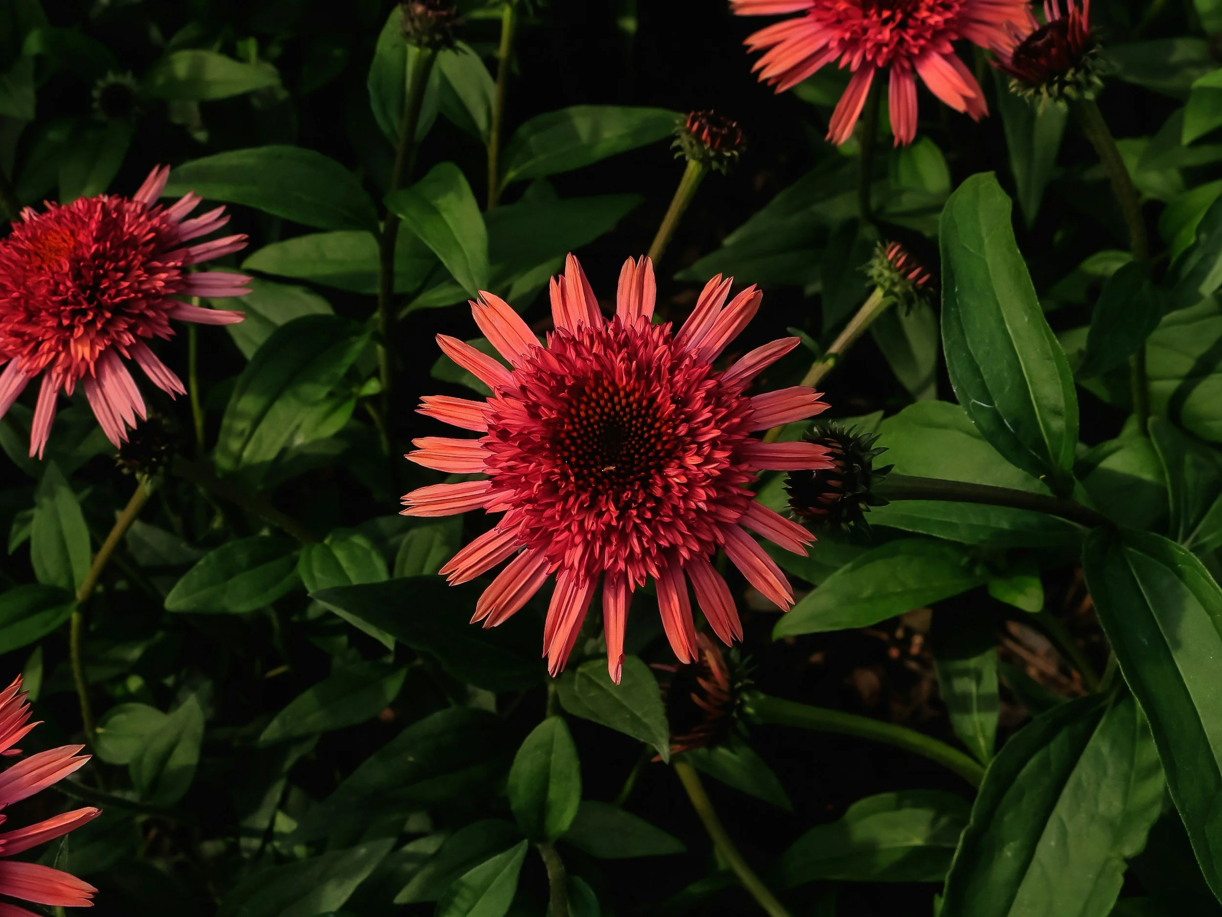 The Debate Around Nativars