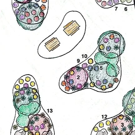 Diagram of bacterial cells, labeled with various parts and features.