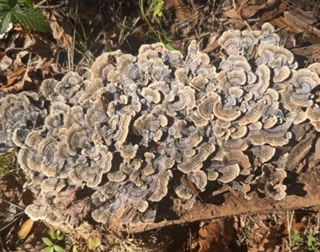Turkey Tail (Trametes Versicolor)
Description: Named for its striking, banded pattern reminiscent of a wild turkey’s tail, this thin, woody mushroom is traditionally dried and brewed, appreciated for its layered earthiness and visual beauty.