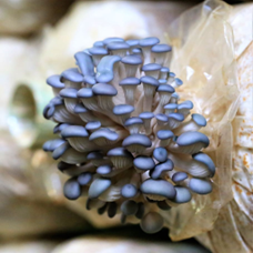 Blue Oyster (Pleurotus Ostreatus)
Description: Cool-toned and velvety, blue oysters offer a savory, umami depth with tender caps that caramelize beautifully.