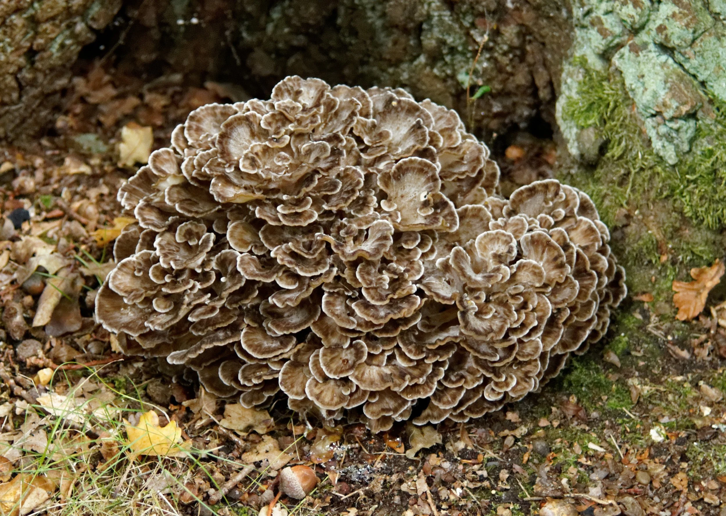 A cluster of brown and beige mushrooms growing on the forest ground among leaves, moss, and small rocks.