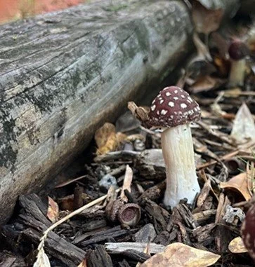 Wine Cap (Stropharia Rugosoannulata)
Description: Cultivated in outdoor wood-chip beds, wine cap develops a dense, hearty texture and gently earthy flavor, bringing the richness of the garden floor to the plate.
