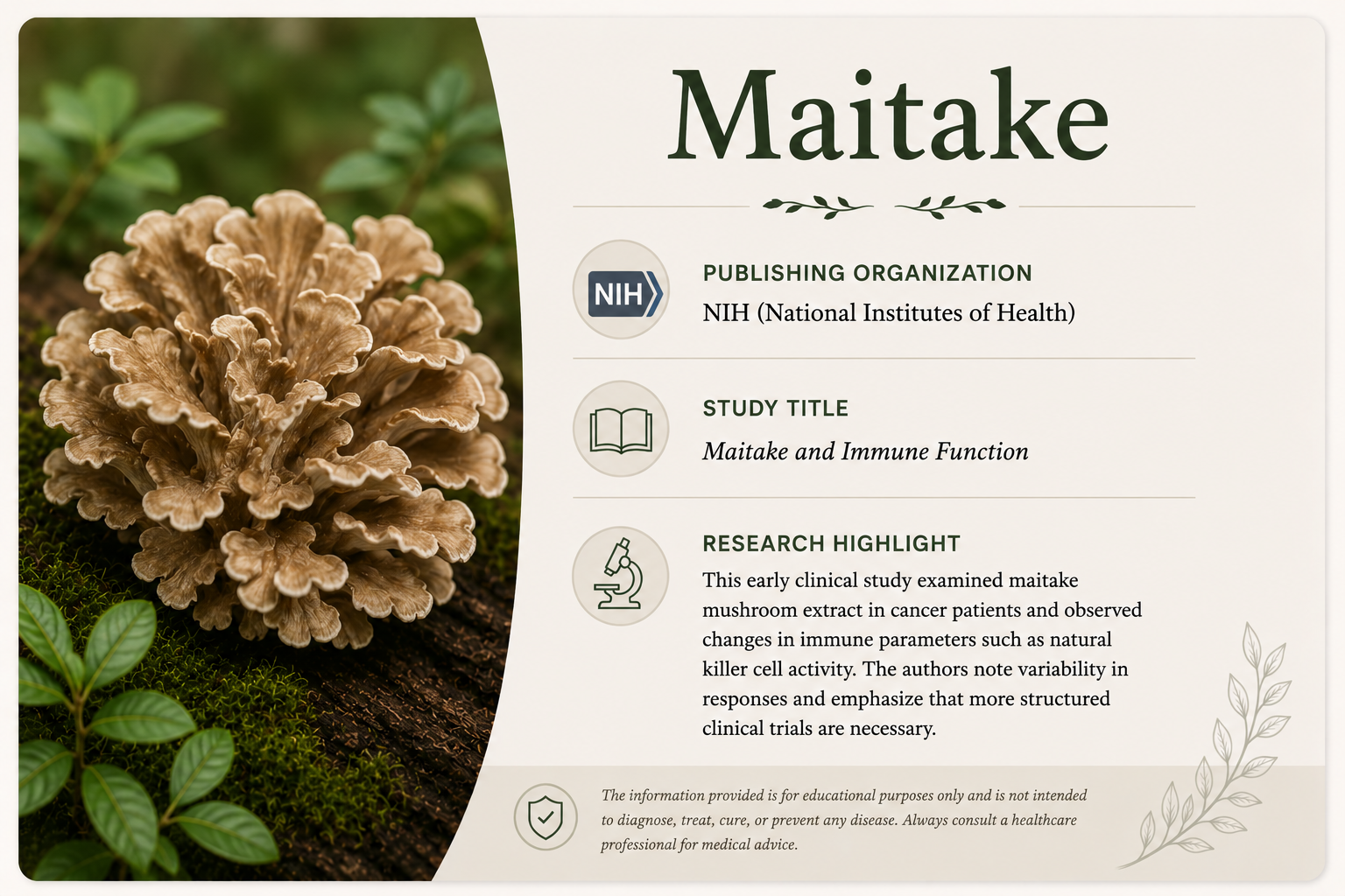 A presentation slide featuring a close-up image of a maitake mushroom on the left side and information about maitake and immune function research on the right side, including the publishing organization NIH, study title, and research highlights.