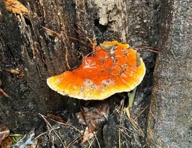 Reishi (Ganoderma Lucidum)
Description: Recognizable by its lacquered, deep amber surface and sculptural form, reishi has been valued across cultures for centuries and is traditionally prepared as a slow-simmered tea or extract.