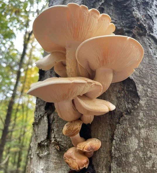 Elm Mushroom (Hypsizygus Ulmarius) 

Description: A thick, snowy-white mushroom with a firm bite and mild, slightly sweet flavor that shines when sautéed to golden perfection.