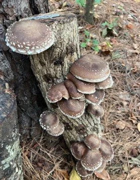 Shiitake (Lentinula Edodes)
Description: Grown on hardwood logs, our shiitake varieties range from thick, meaty donko-style caps to more open, delicately textured forms — each offering a deep umami richness and satisfying bite.