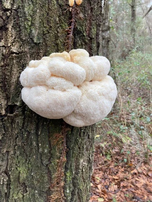Lion's Mane (Hericium Erinaceus)
Description: Snowy and cascading like a waterfall of icicles, lion’s mane is delicately sweet and seafood-like, with a texture reminiscent of crab or lobster.