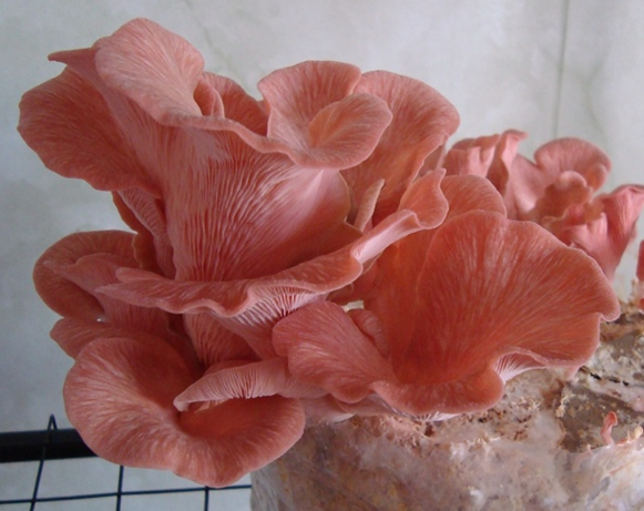Pink Oyster (Pleurotus Djamor)
Description: Vibrant coral-pink and delicately ruffled, this tropical oyster delivers a smoky, bacon-like aroma when crisped in a hot pan.
