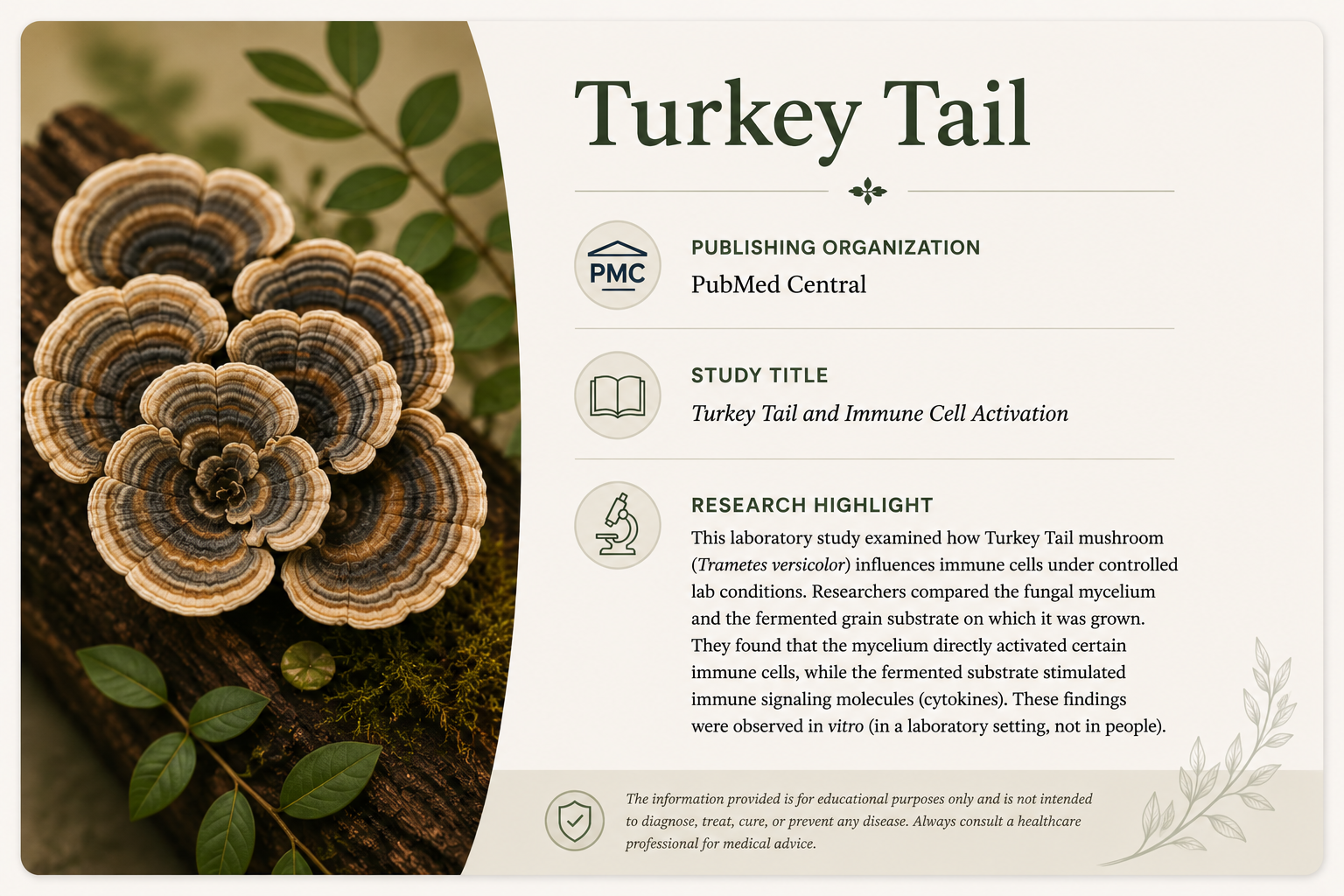 A research study poster about Turkey Tail mushrooms, featuring a close-up photo of the mushrooms on a log with green leaves in the background and text describing the study's details.