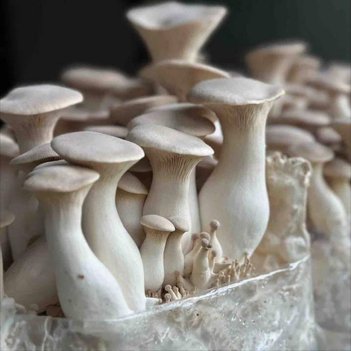 King Oyster (Pleurotus Eryngii)
Description: Regal and thick-stemmed, king oysters slice into meaty medallions with a rich, savory depth that sears like scallops.
