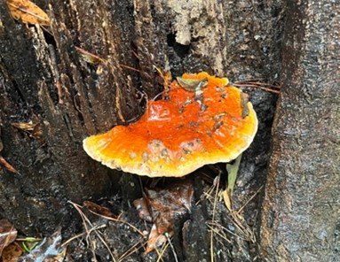 Reishi (Ganoderma Lucidum)