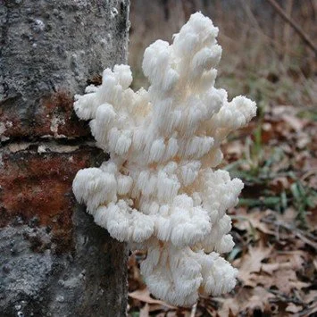 Comb Tooth (Hericium Coralloides)
Description: With cascading, coral-like branches and a delicate sweetness, comb tooth offers a tender texture and elegant appearance that elevates simple preparations.