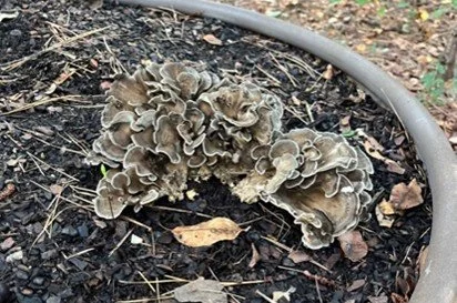 Maitake (Grifola Frondosa)
Description: Also known as “hen of the woods,” maitake forms layered, ruffled clusters with a rich, savory depth and tender texture that crisps beautifully when roasted.