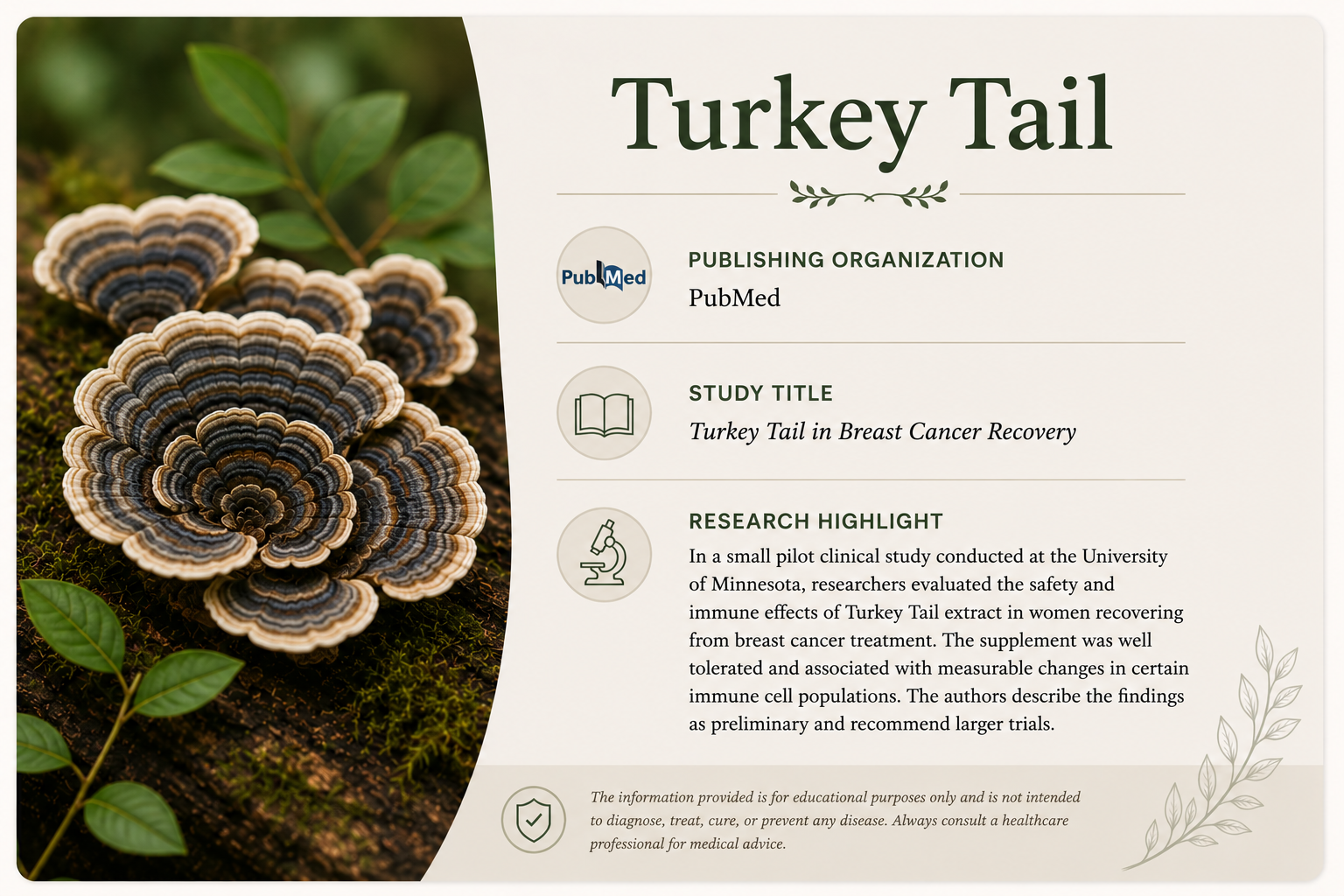 Fascinating turkey tail mushrooms growing on a mossy log with green leaves in the background, alongside an informational card about Turkey Tail in breast cancer recovery.