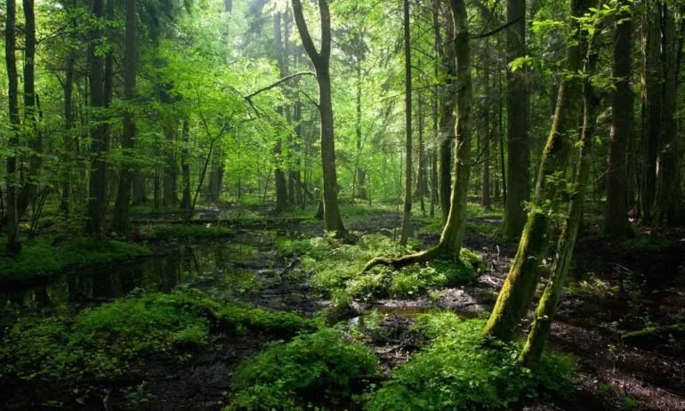 Dense green forest with sunlight filtering through trees, a small stream running through the forest floor.