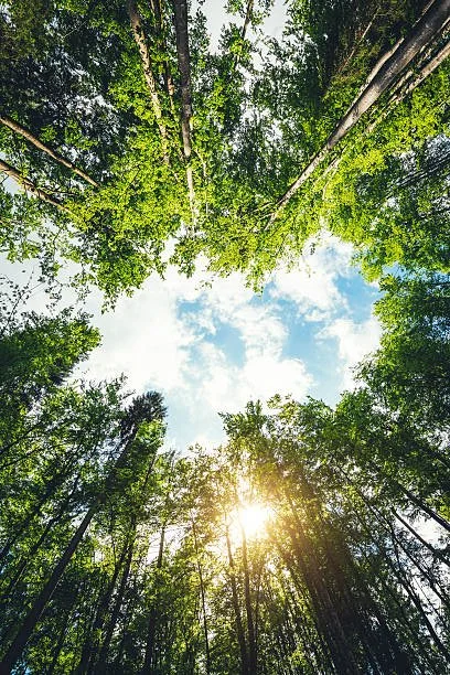 The Earth Wellness Signature Immersion