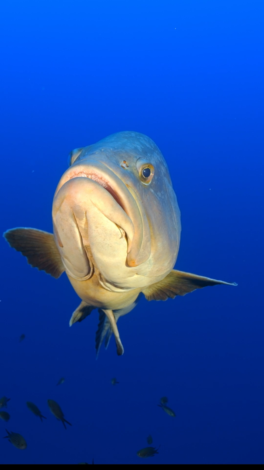 immersioni pianosa diving pianos Elba dive area marina protetta