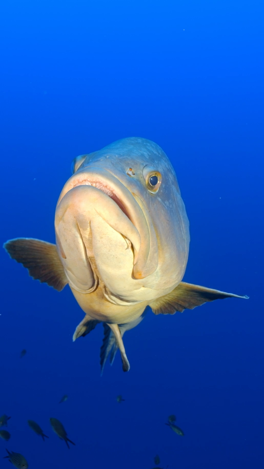 isola elba immersioni diving in elba sub scuba centri barca full day immersioni isola d'elba
diving elba
corso sub elba
centro sub elba
immersioni elba
scuola sub elba
diving center elba
battesimo del mare elba
snorkeling elba
brevetto sub elba