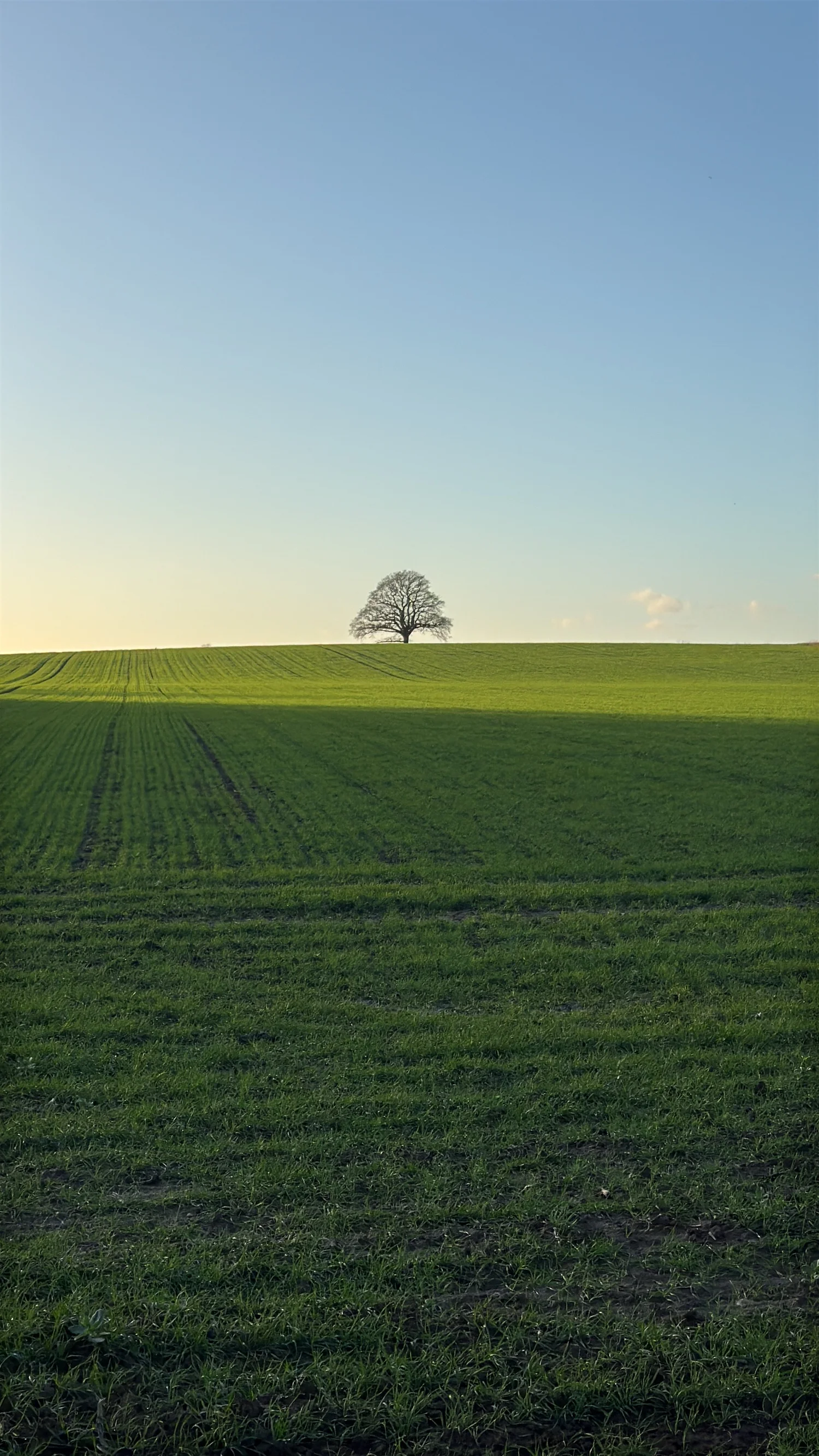 Crowhurst Solar Campaign Group