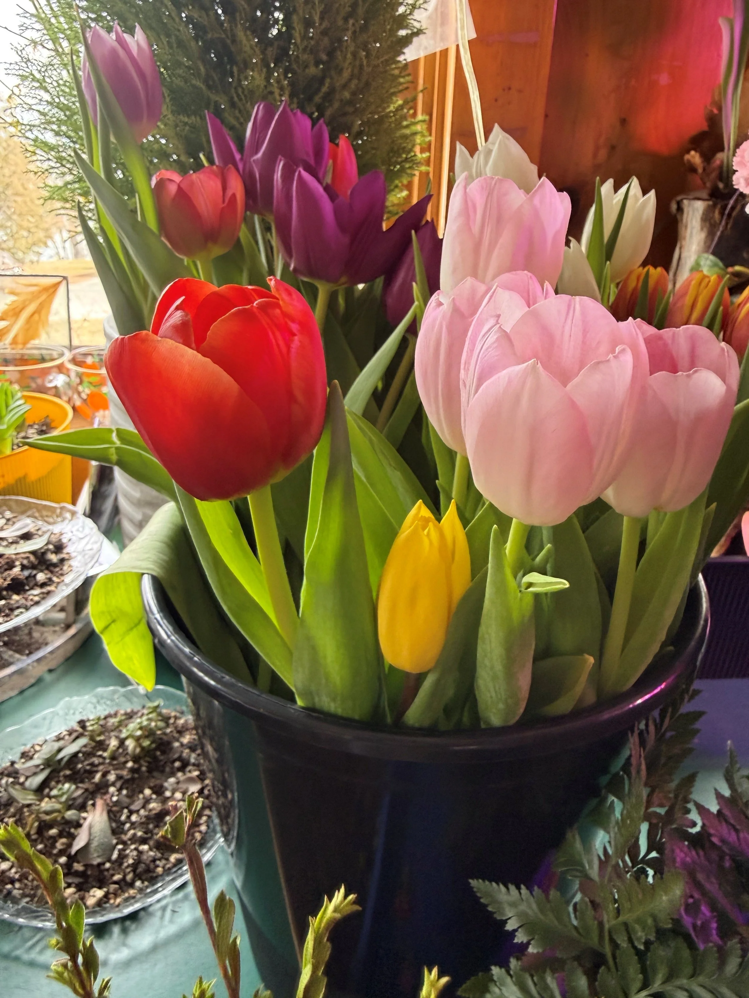 Tulips.jpg