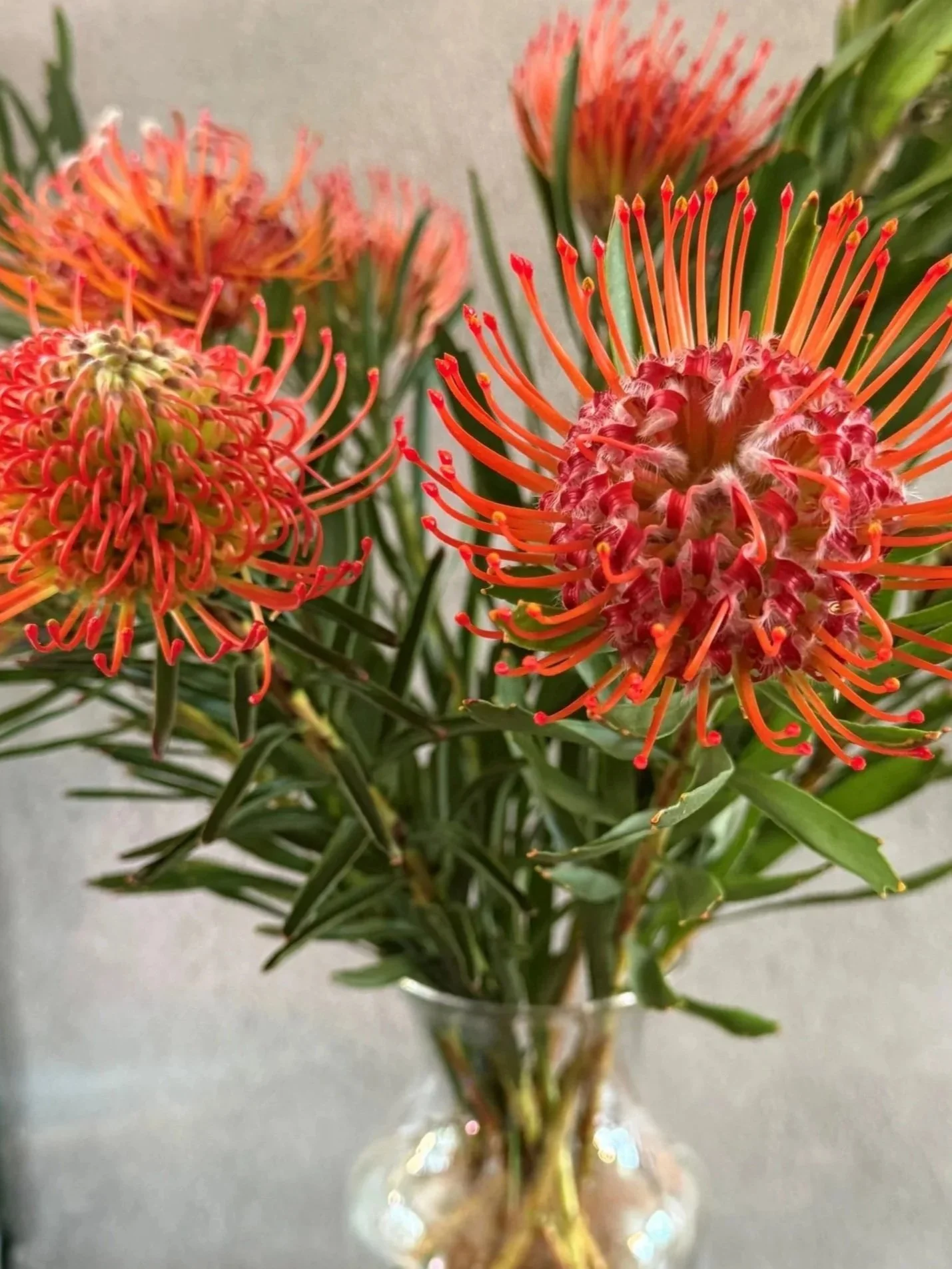 Close-up of a bouquet of pink and orange flowers with long, thin petals in a glass vase.