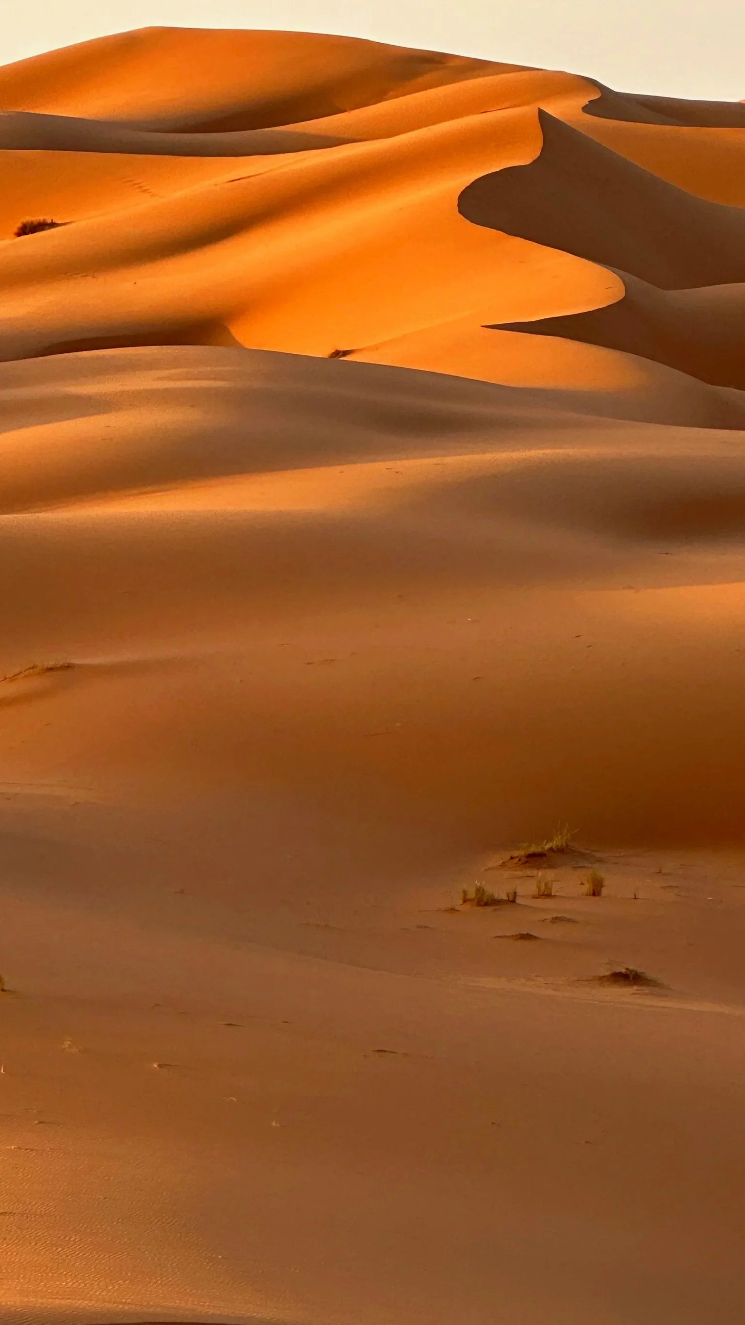 Sand dunes in a desert at sunset or sunrise with a few small plants at the base.