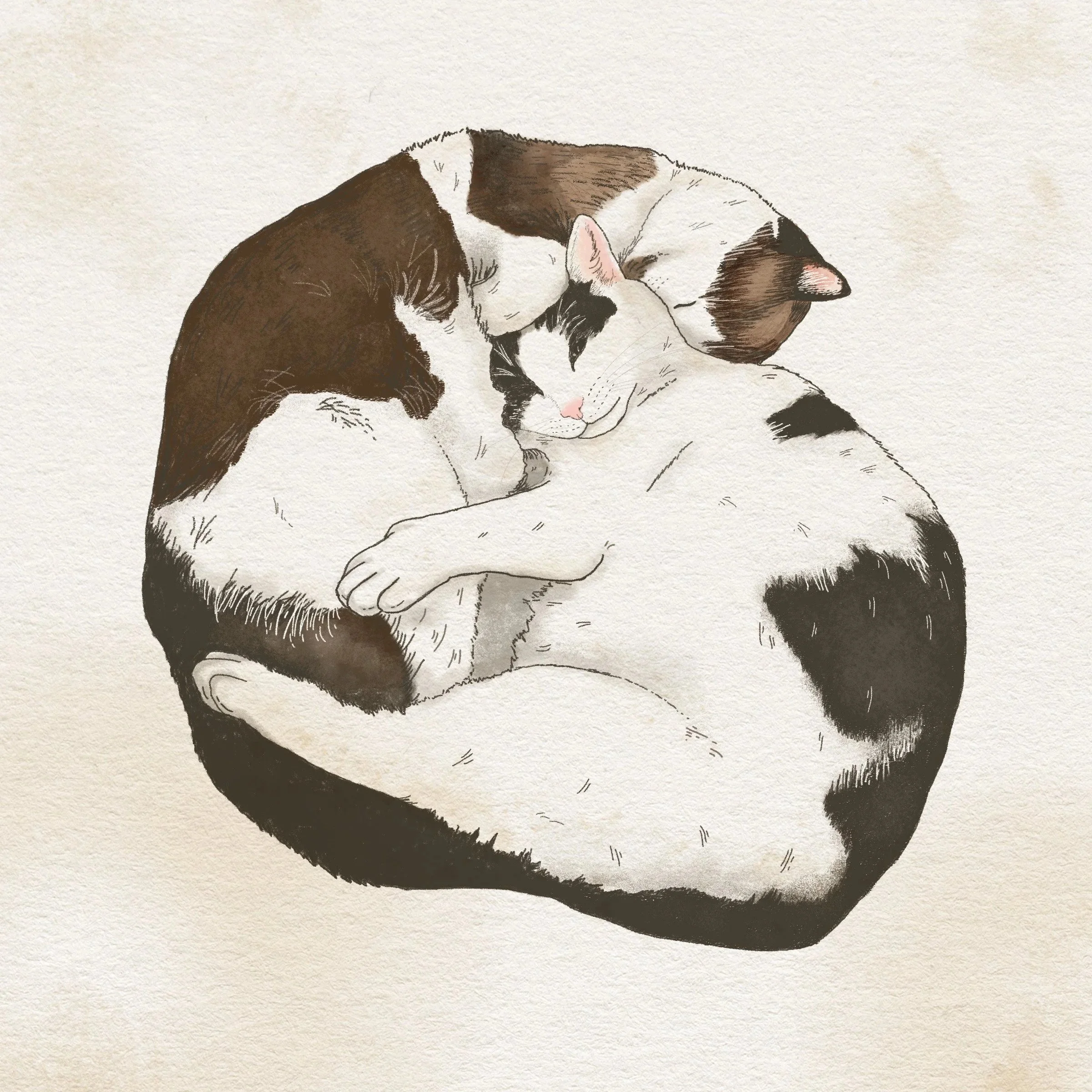 Aunt_Judis_Cats.jpg