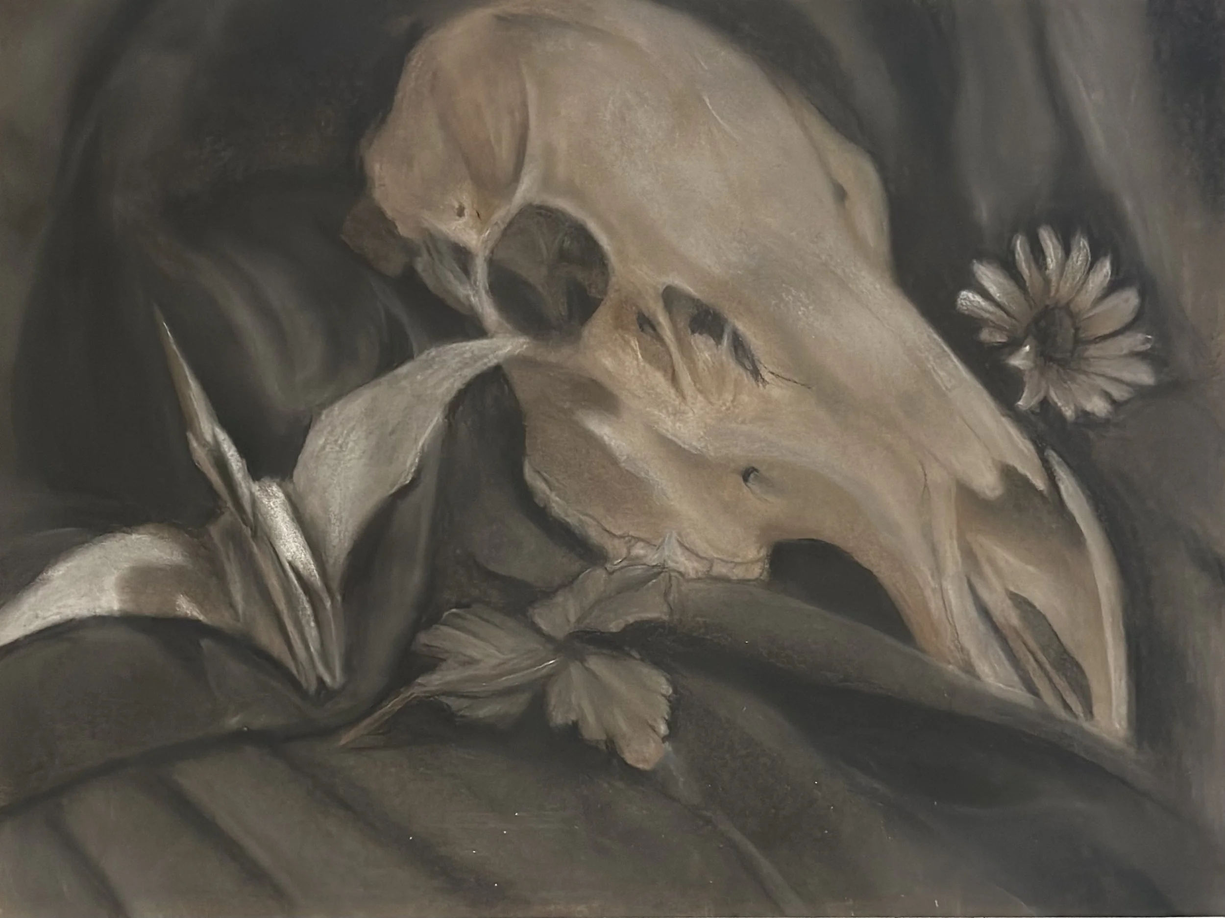 Deer Skull Still Life, Pastels, 18in x 24in, 12/14/24