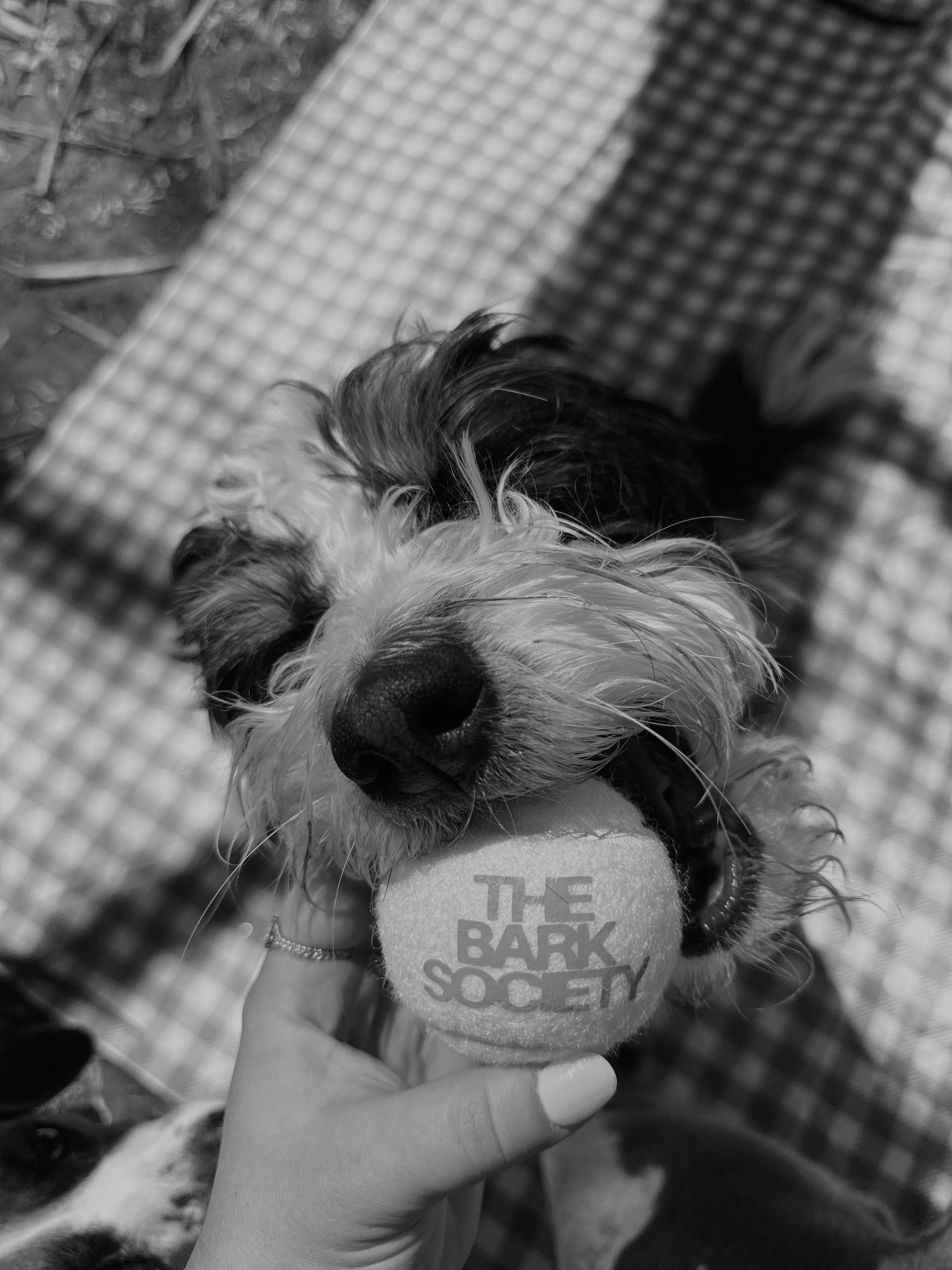 A person holding a tennis ball with the words 'The Bark Society' printed on it, next to a dog.