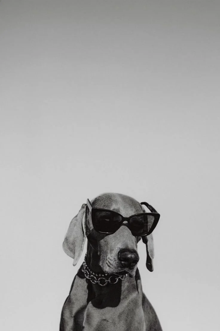 A dog wearing sunglasses and a chain collar, sitting against a plain background.