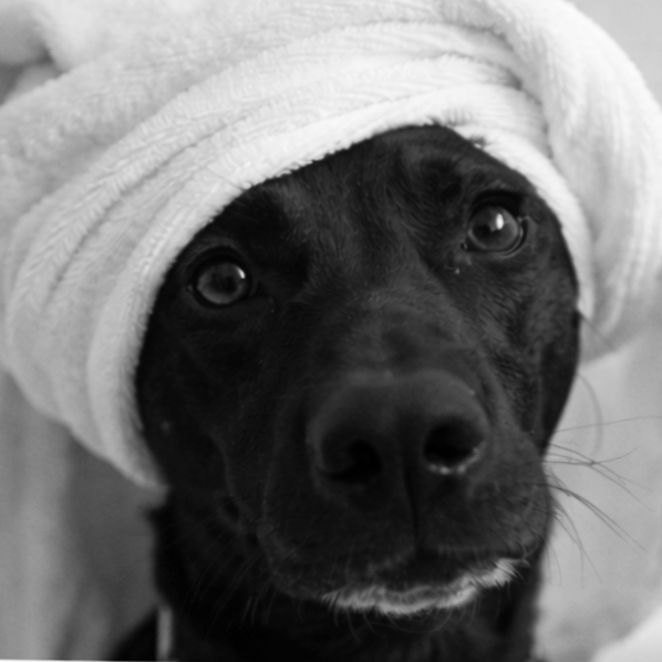 A black dog with a towel wrapped around its head, looking directly at the camera.