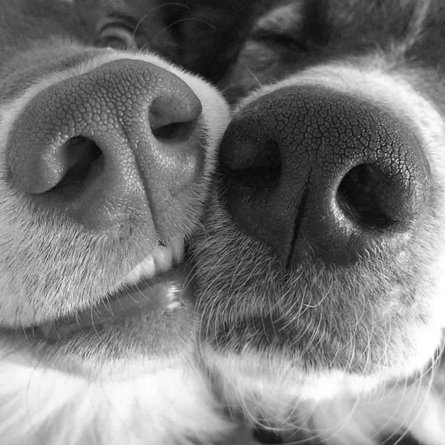 Close-up of two dogs' noses touching each other.
