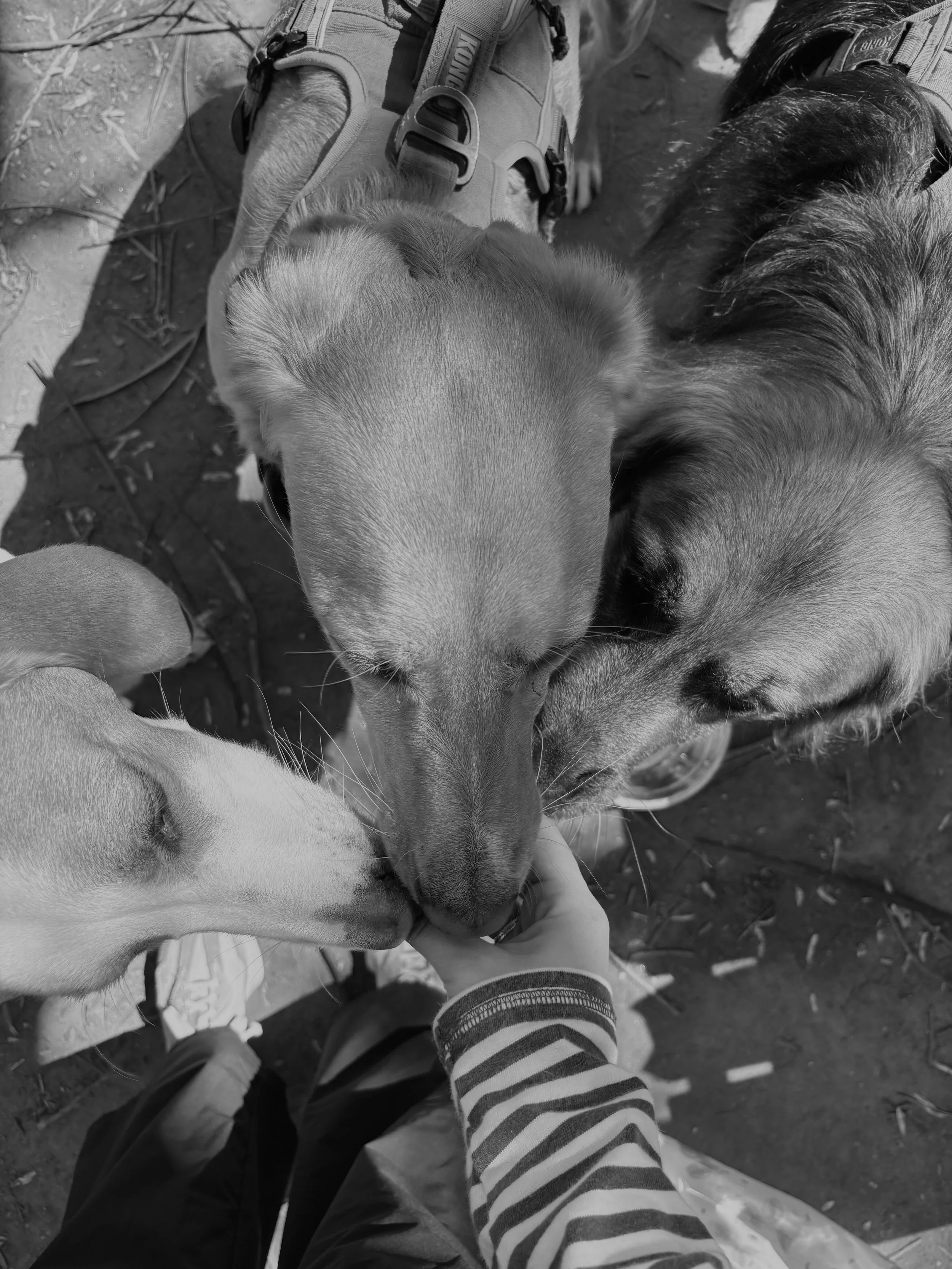 Three dogs with their noses touching, one being petted by a person wearing a striped long sleeve shirt, outdoors on dirt ground with some grass and leaves.