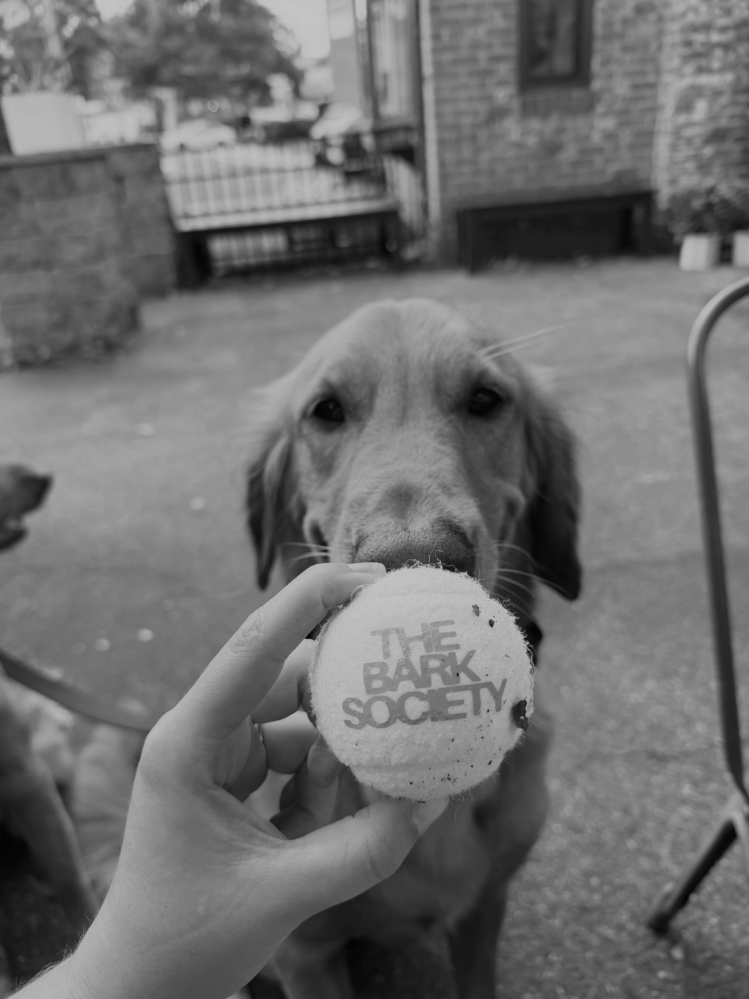 A black and white photo of a dog sniffing a tennis ball held by a person's hand. The tennis ball has a logo that reads 'The Bark Society.' There is a brick wall, a fence, and a building in the background.