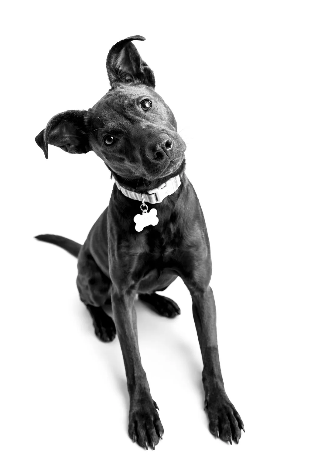Black and white photo of a young dog with a tilted head, sitting on a white background, wearing a collar with a bone-shaped tag.