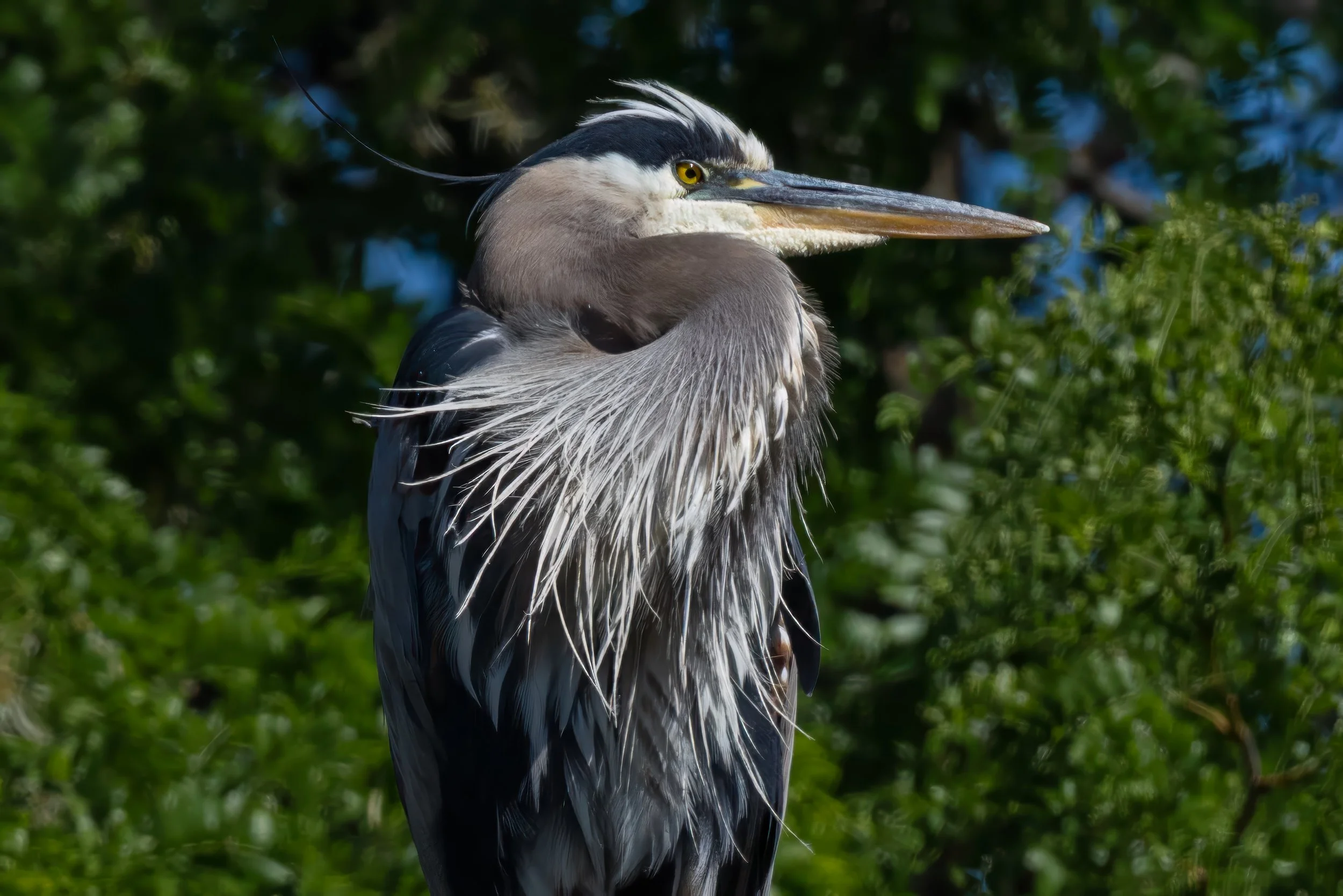 Albertsons - 6-8-25-6.jpg