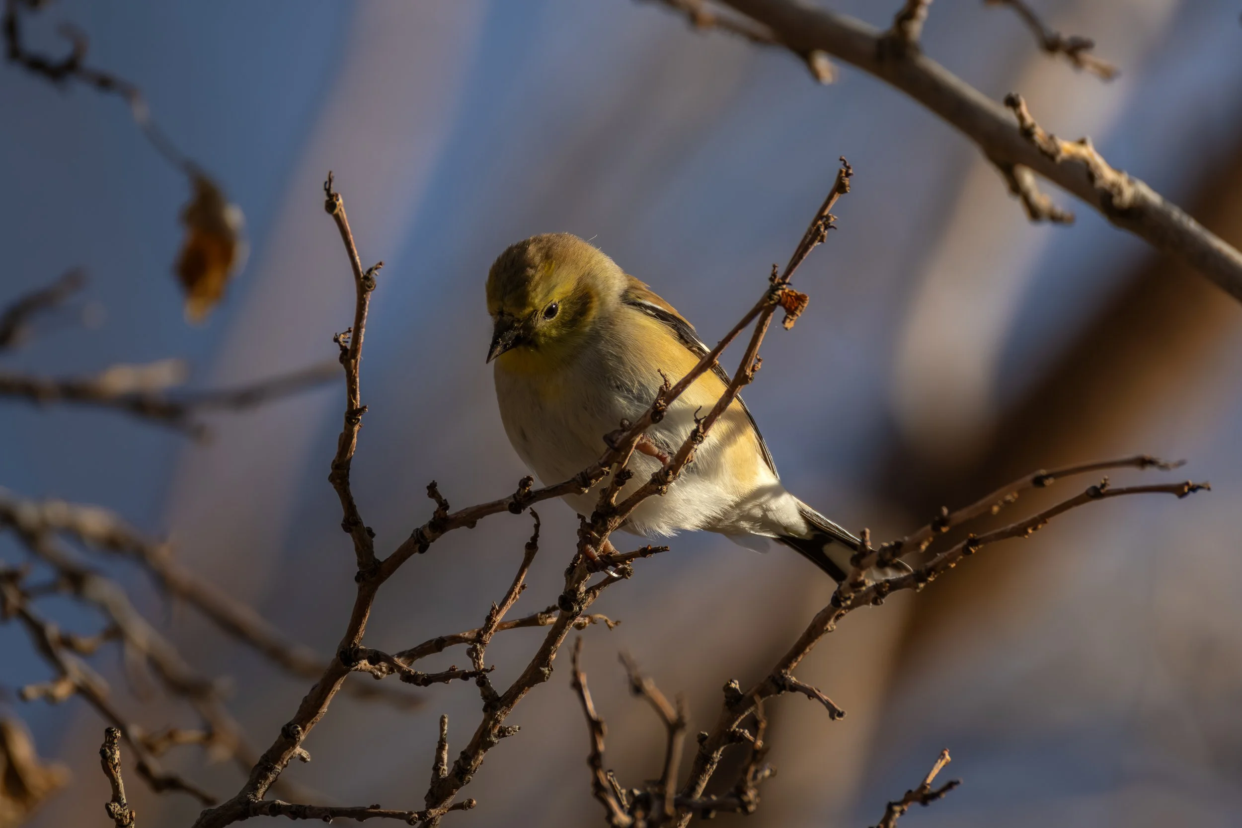 Lake Lowell - 2-27-25-15.jpg